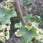 Ribes nigrum 'Ebony' - 