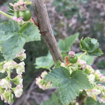 Ribes nigrum 'Ebony' - 