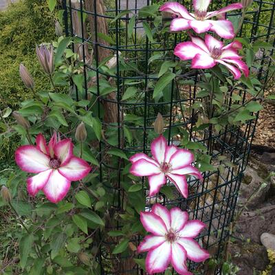 Clematis 'Picotee' - 