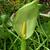 Arum maculatum