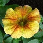 X Petchoa BEAUTICAL 'Caramel Yellow' - 