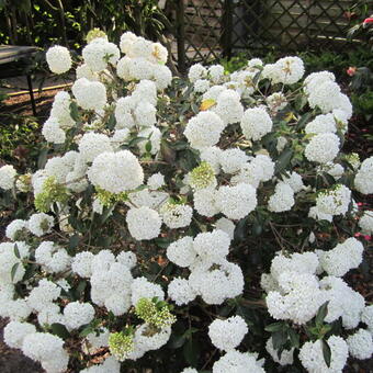 Viburnum 'Eskimo'