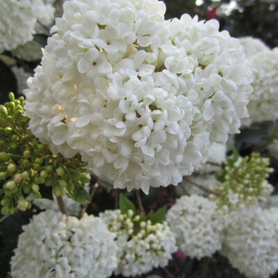 Viburnum 'Eskimo' - BOULE DE NEIGE ODORANTE - Viburnum 'Eskimo'