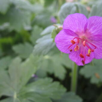 Geranium macrorrhizum