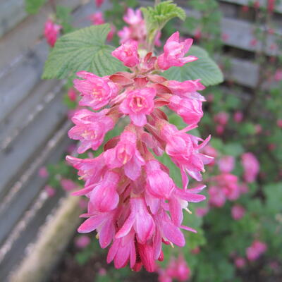 Ribes sanguineum 'King Edward VII' - Ribes sanguineum 'King Edward VII'