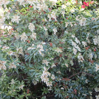 Pieris 'Forest Flame'