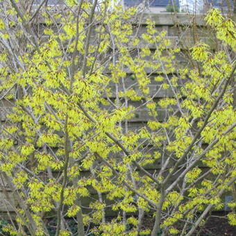 Hamamelis x intermedia 'Arnold Promise'