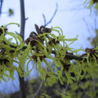 Hamamelis x intermedia 'Arnold Promise'