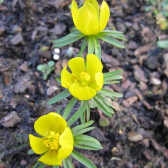 Eranthis cilicica