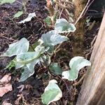 Hedera  algeriensis 'Gloire De Marengo' - Hedera  algeriensis 'Gloire De Marengo'