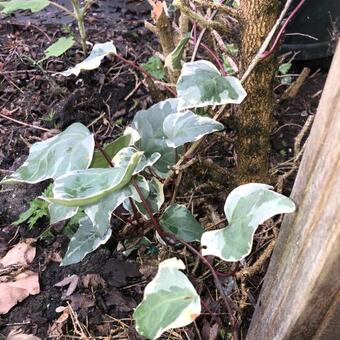 Hedera  algeriensis 'Gloire De Marengo'