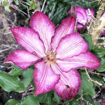 Clematis 'Liberty'