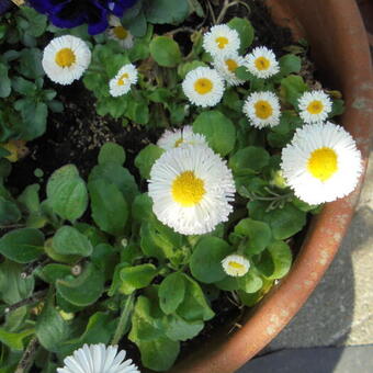 Bellis perennis