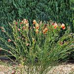 Cytisus scoparius 'Palette' - Cytisus scoparius 'Palette'