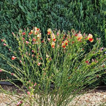 Cytisus scoparius 'Palette'