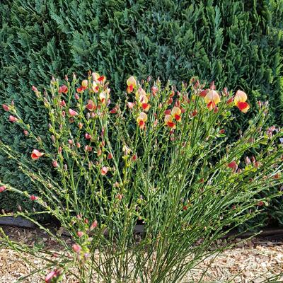 Cytisus scoparius 'Palette' - Cytisus scoparius 'Palette'