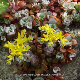 Sedum spathulifolium 'Purpureum'