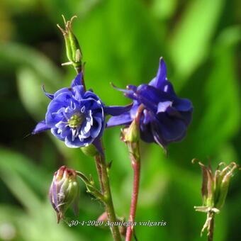 Aquilegia vulgaris