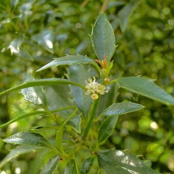 Ilex aquifolium ‘Myrtifolia’