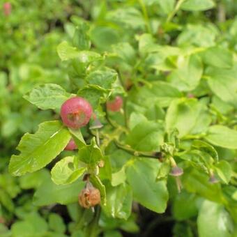 Vaccinium myrtillus