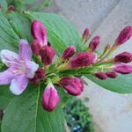 Weigela 'Rosea' - 