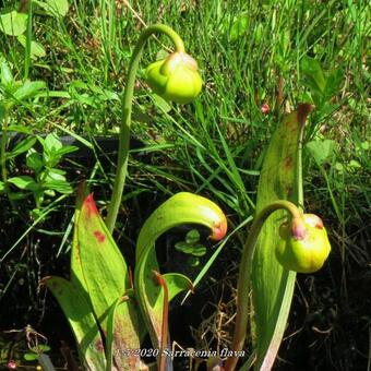 Sarracenia flava