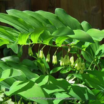 Polygonatum multiflorum