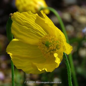 Meconopsis cambrica