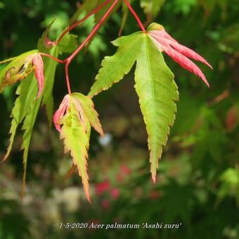 Acer palmatum 'Asahi zuru'