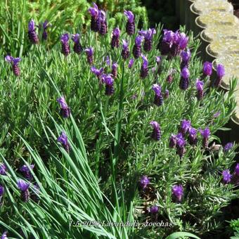 Lavandula stoechas