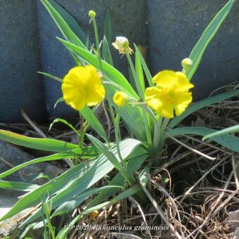 Ranunculus gramineus