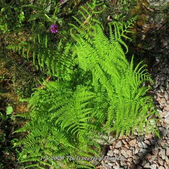 Thelypteris palustris