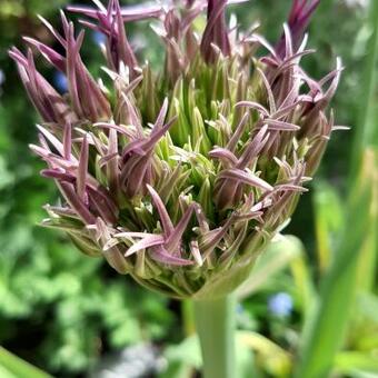 Allium schubertii