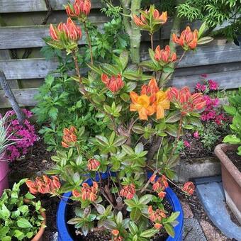 Rhododendron 'Klondyke'