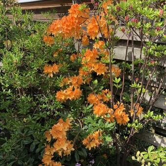 Rhododendron 'Frans van der Bom'