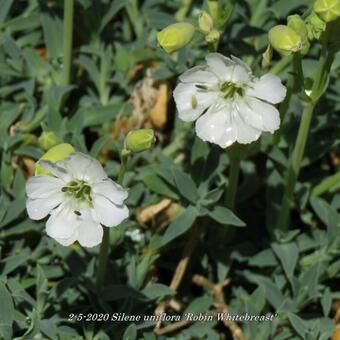 Silene uniflora 'Weisskehlchen'