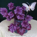 Heuchera 'Shanghai' - 