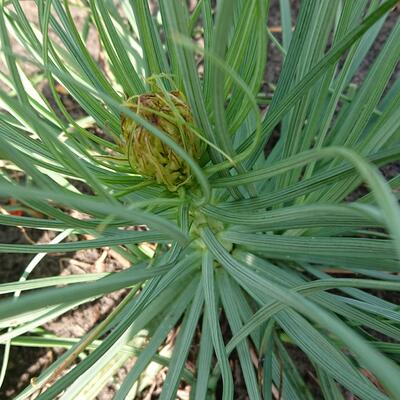 Gelber Affodill - Asphodeline lutea