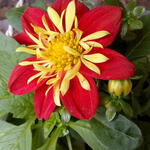 Dahlia 'Starsister Red-yellow' - 