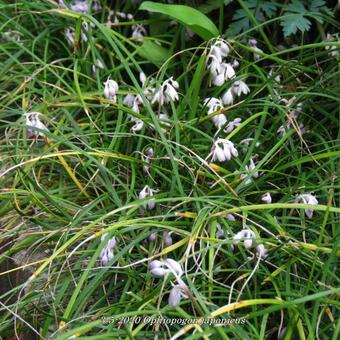 Ophiopogon japonicus