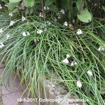 Ophiopogon japonicus