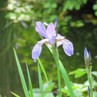 Iris sibirica