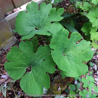 Sanguinaria canadensis 'Multiplex'