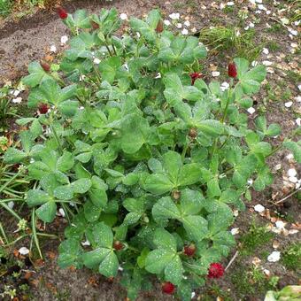 Trifolium incarnatum