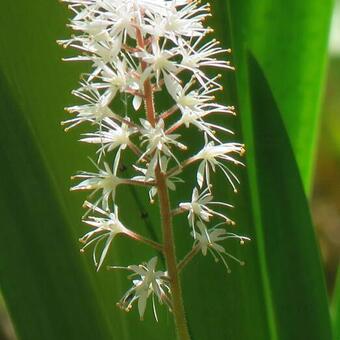 Tiarella cordifolia 'Spring Symphony'