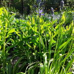 Camassia quamash 'Blue Melody' - 