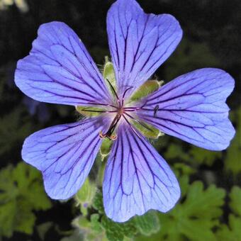 Geranium 'Philippe Vapelle'