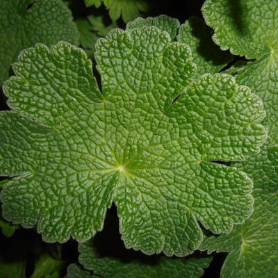 Geranium 'Philippe Vapelle' - Geranium 'Philippe Vapelle'