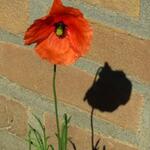 Papaver dubium - Saat-Mohn