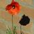 Papaver dubium